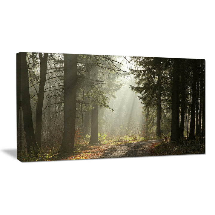 Dark Green Forest with Sun Rays - Photograph Print on Canvas Design Art Size: 16" H x 32" W x 1" D