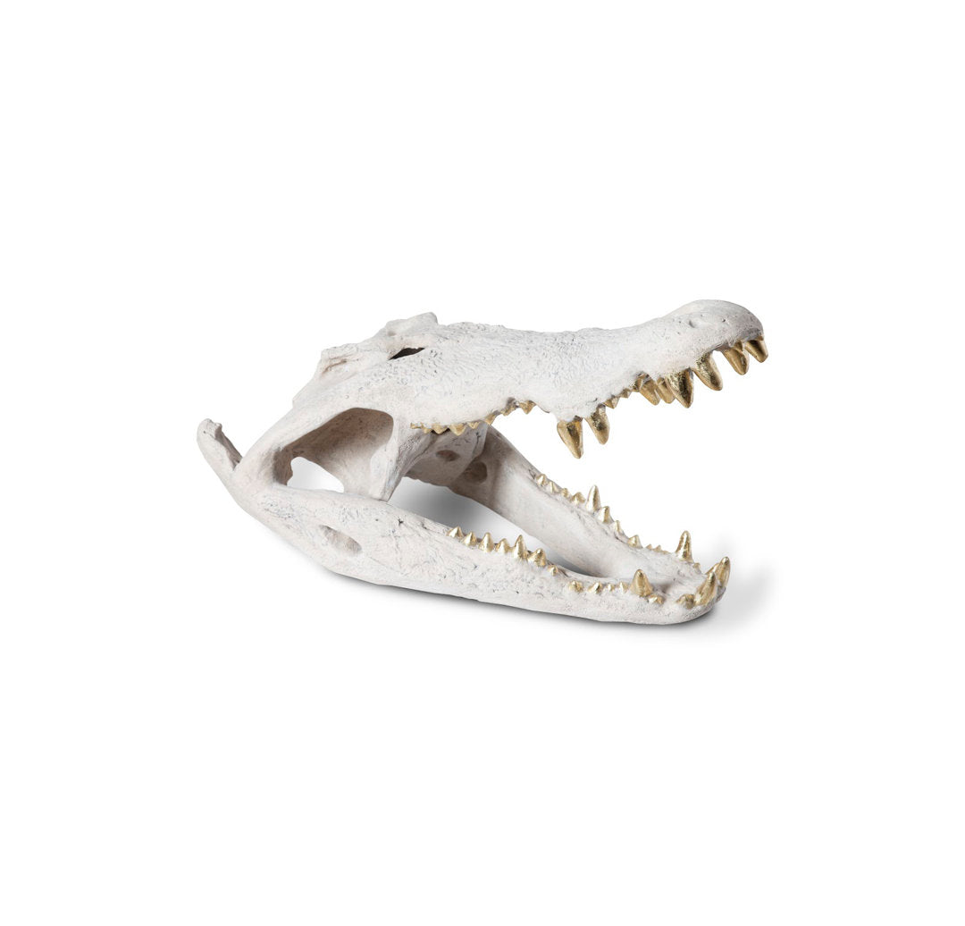 Dimensional Crocodile Skull Phillips Collection