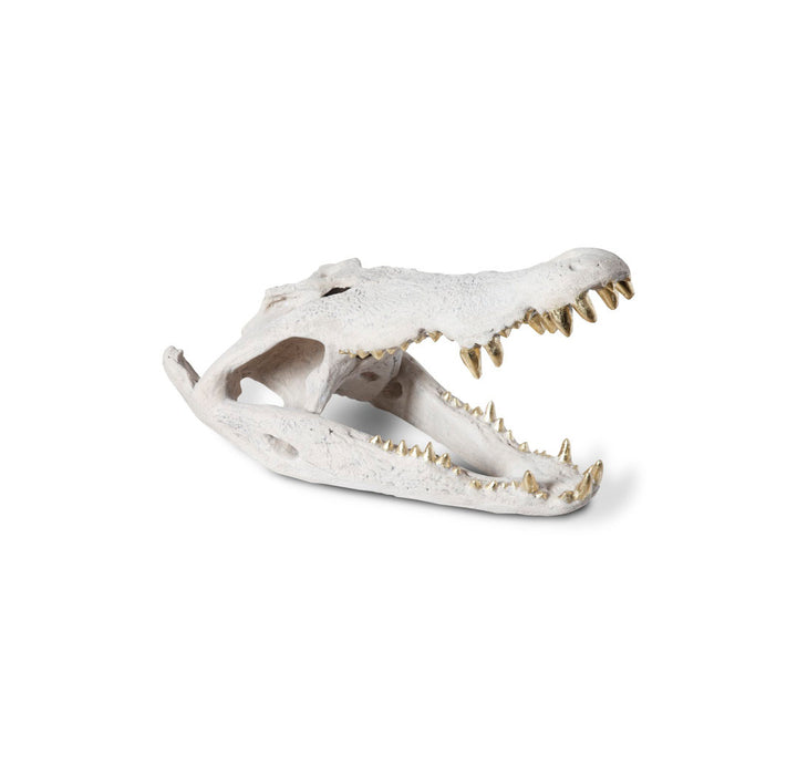 Dimensional Crocodile Skull Phillips Collection