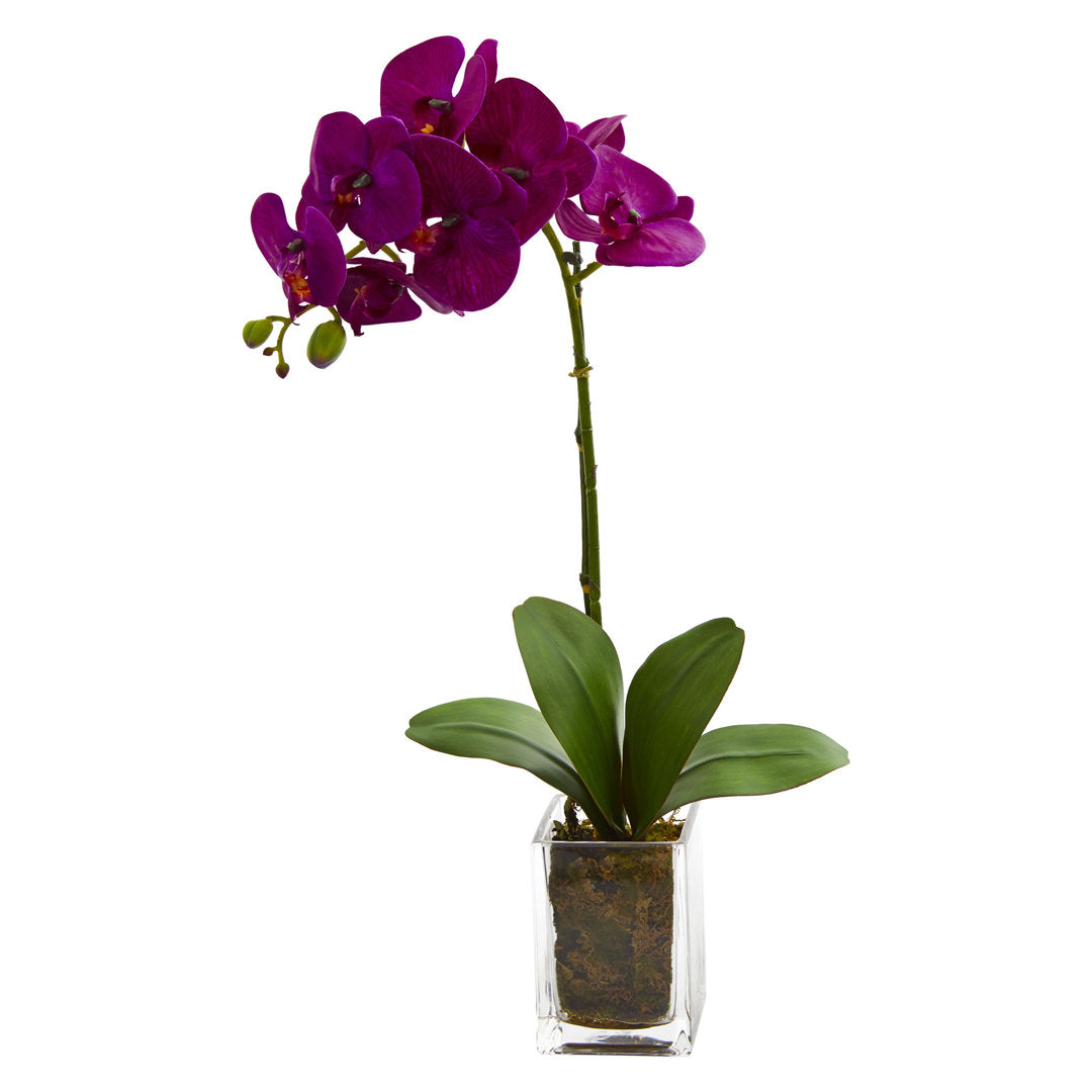 Orchid Floral Arrangement in Vase Mercer41 Flower Color: Mauve