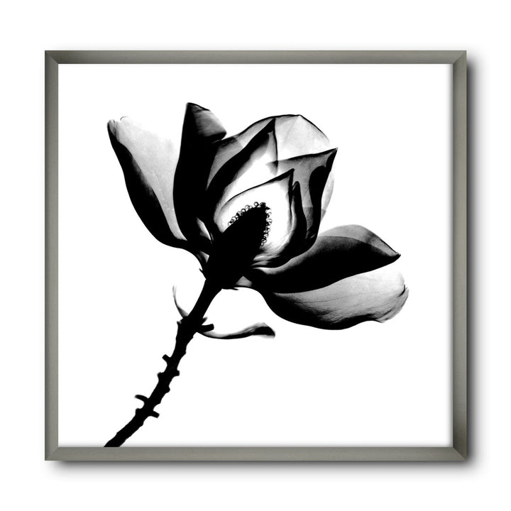 Magnolia X-Ray - Picture Frame Print on Canvas East Urban Home Size: 16" H x 16" W x 1" D Format: Silver Framed