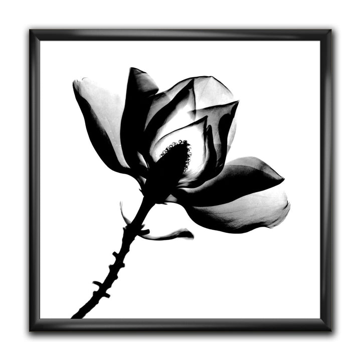 Magnolia X-Ray - Picture Frame Print on Canvas East Urban Home Size: 30" H x 30" W x 1" D Format: Black Framed