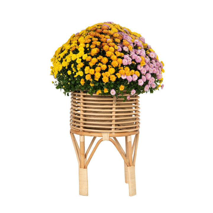 Andres Plant Stand Bay Isle Home™ Size: 18" H x 12" L x 12" D