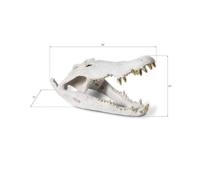 Dimensional Crocodile Skull Phillips Collection