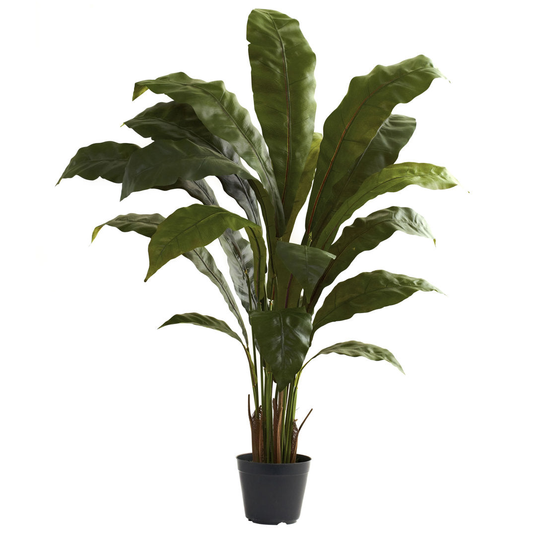 Thisbe 36.75" Birdsnest Floor Plant in Pot Birch Lane™