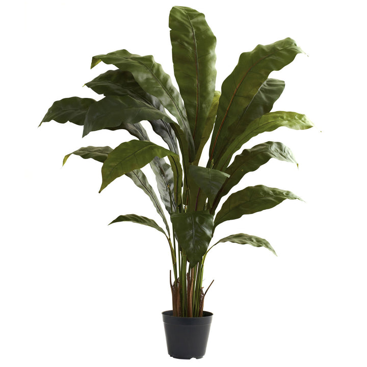 Thisbe 36.75" Birdsnest Floor Plant in Pot Birch Lane™