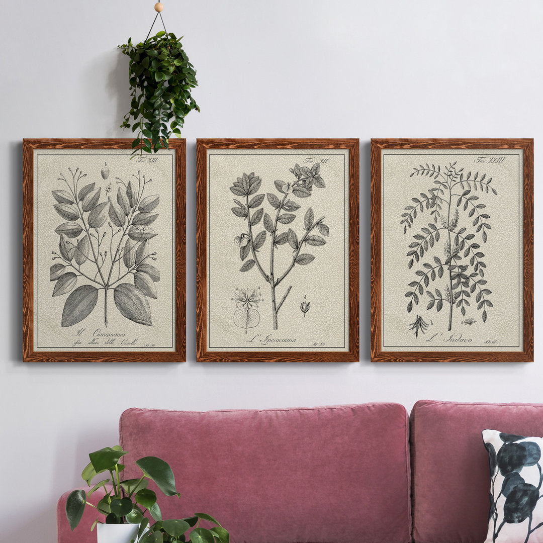 Antique Black and White Botanical VII - 3 Piece Picture Frame Drawing Print Set on Canvas Kelly Clarkson Home Frame Color: Maple Size: 31.5" H x 70.5" W