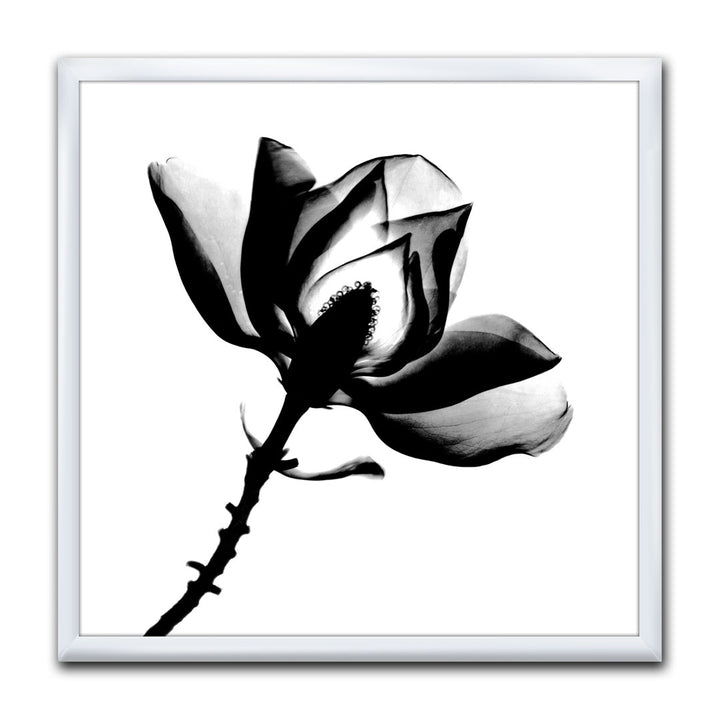 Magnolia X-Ray - Picture Frame Print on Canvas East Urban Home Size: 16" H x 16" W x 1" D Format: White Framed