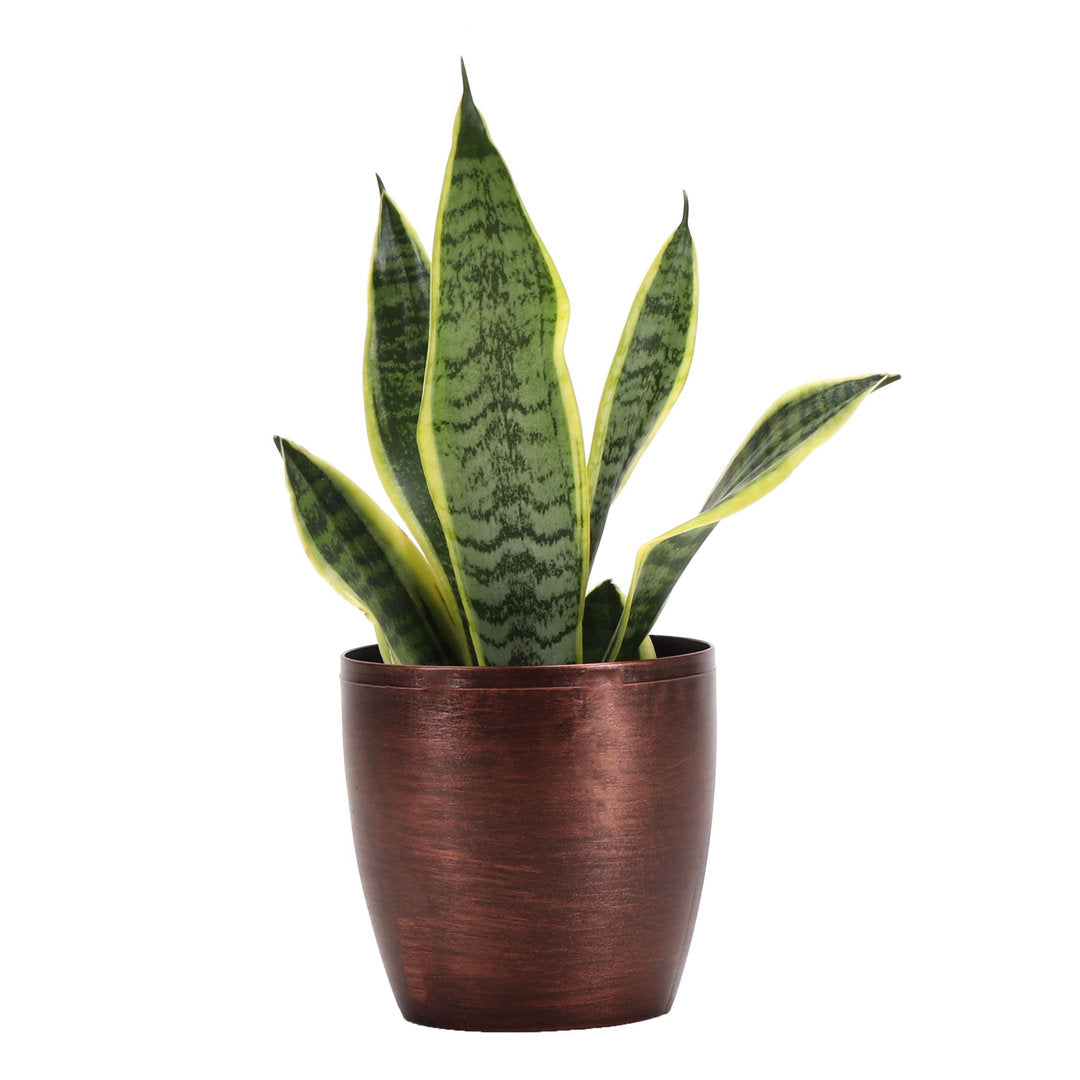 Live Laurentii Snake Plant in Classic Pot Thorsen's Greenhouse Base Color: Copper