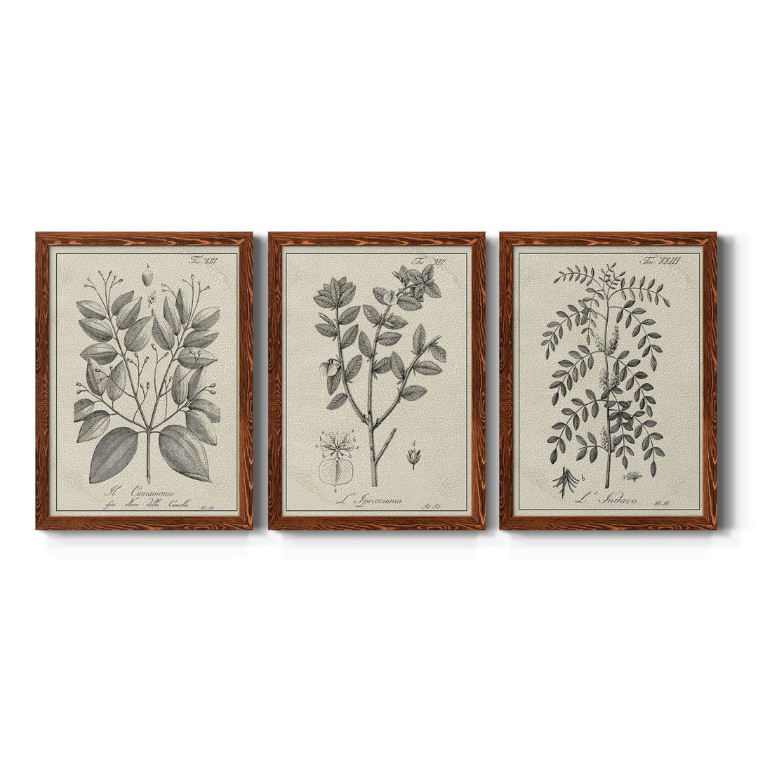 Antique Black and White Botanical VII - 3 Piece Picture Frame Drawing Print Set on Canvas Kelly Clarkson Home Frame Color: Maple Size: 31.5" H x 70.5" W