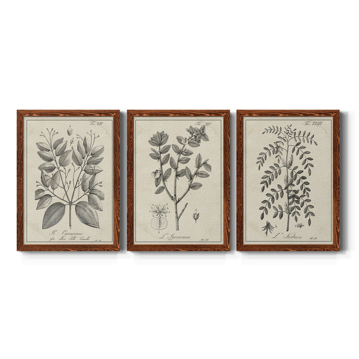 Antique Black and White Botanical VII - 3 Piece Picture Frame Drawing Print Set on Canvas Kelly Clarkson Home Frame Color: Maple Size: 31.5" H x 70.5" W