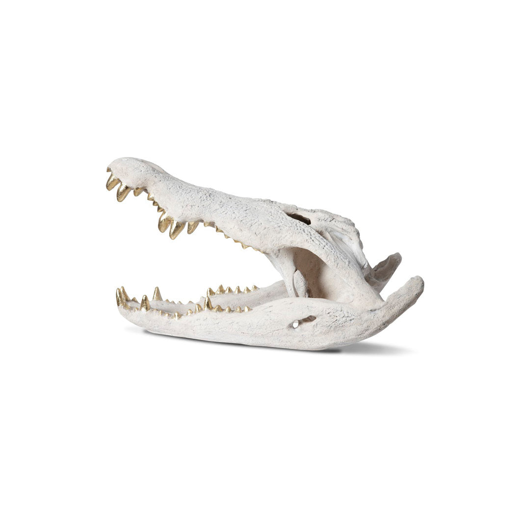 Dimensional Crocodile Skull Phillips Collection