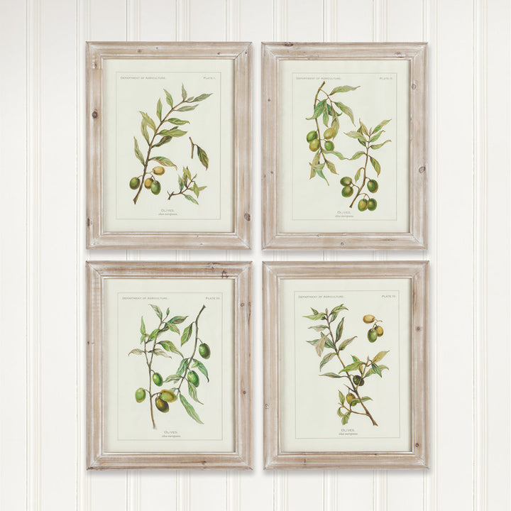 Evy Olive Leaf Botanical' - 4 Piece Picture Frame Graphic Art Print Set on Paper Birch Lane™