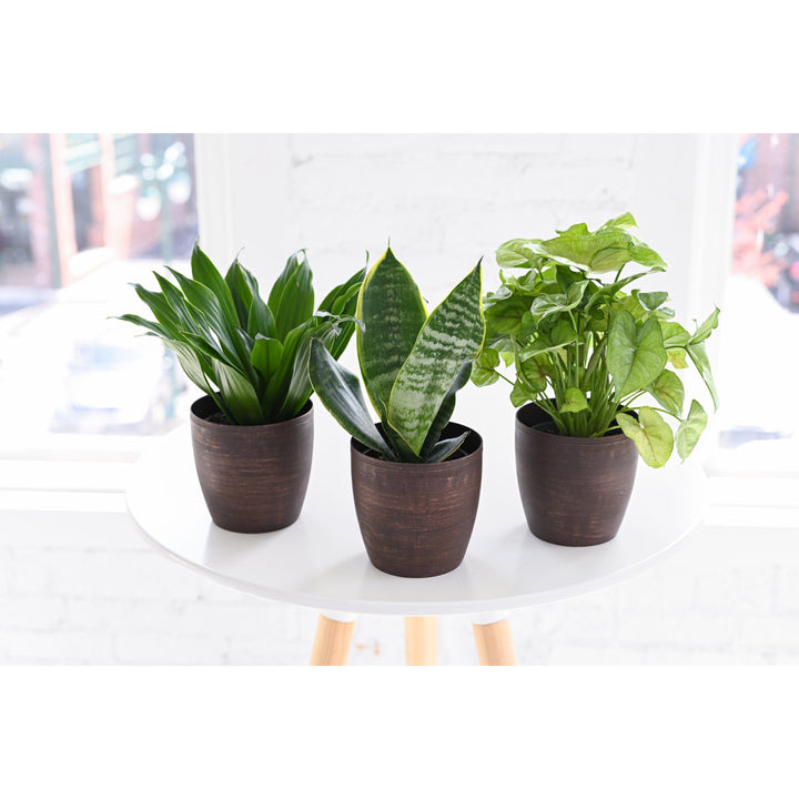 Live Laurentii Snake Plant in Classic Pot Thorsen's Greenhouse Base Color: Copper