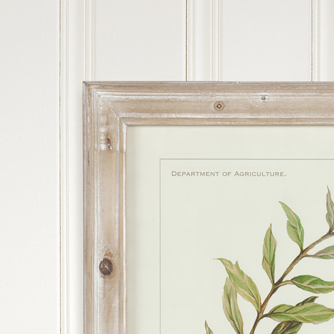 Evy Olive Leaf Botanical' - 4 Piece Picture Frame Graphic Art Print Set on Paper Birch Lane™