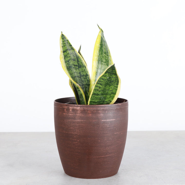 Live Laurentii Snake Plant in Classic Pot Thorsen's Greenhouse Base Color: Copper