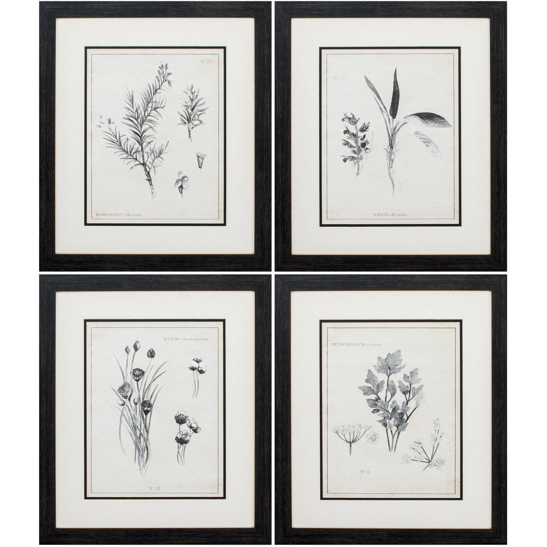 Latin Botanicals' 4 Piece Picture Frame Print Set on Paper Gracie Oaks