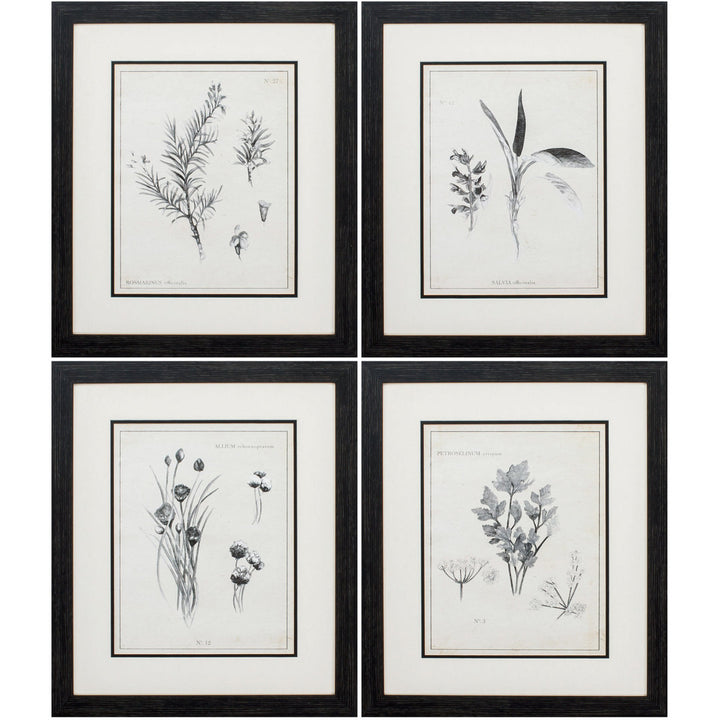 Latin Botanicals' 4 Piece Picture Frame Print Set on Paper Gracie Oaks