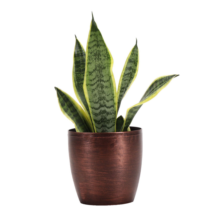 Live Laurentii Snake Plant in Classic Pot Thorsen's Greenhouse Base Color: Copper
