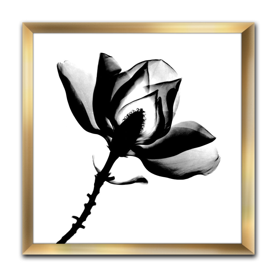 Magnolia X-Ray - Picture Frame Print on Canvas East Urban Home Size: 16" H x 16" W x 1" D Format: Gold Framed