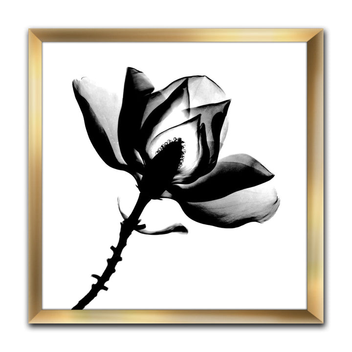 Magnolia X-Ray - Picture Frame Print on Canvas East Urban Home Size: 16" H x 16" W x 1" D Format: Gold Framed