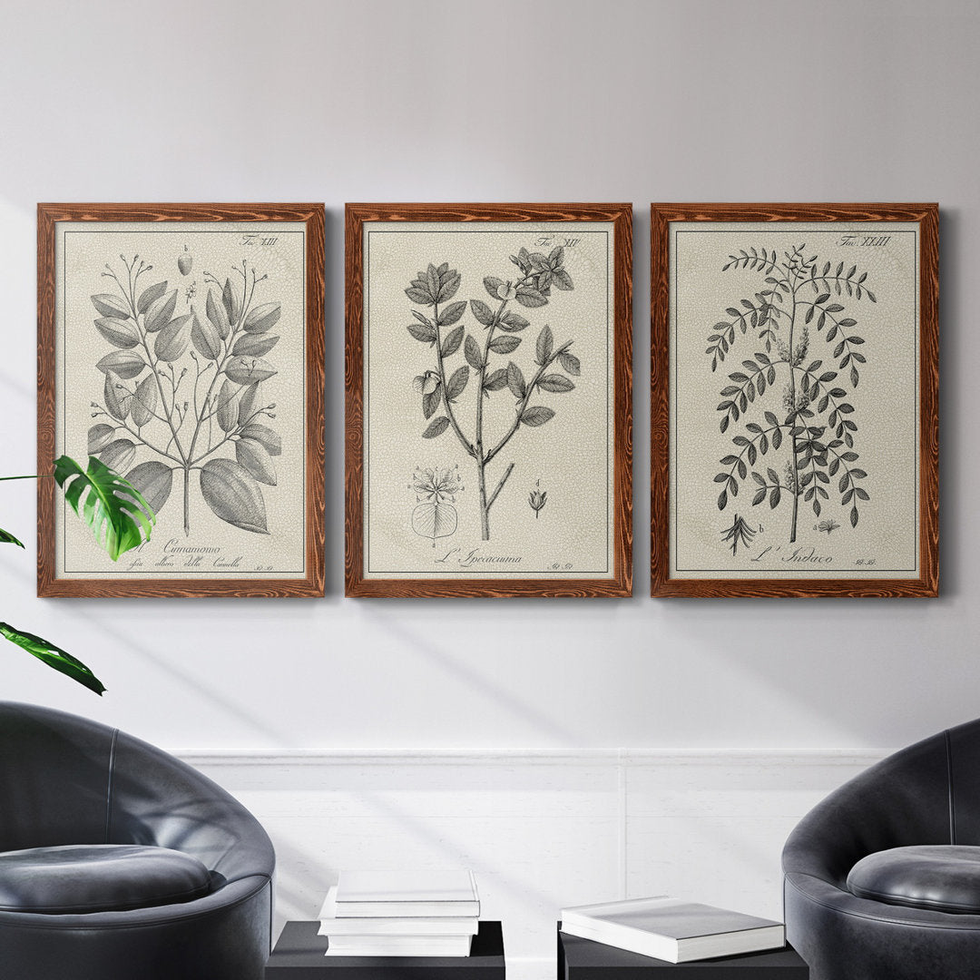 Antique Black and White Botanical VII - 3 Piece Picture Frame Drawing Print Set on Canvas Kelly Clarkson Home Frame Color: Maple Size: 31.5" H x 70.5" W