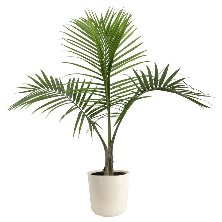 Costa Farms Indoor Easy Care Majesty Palm House Plant in 10-inch Décor Pot Costa Farms
