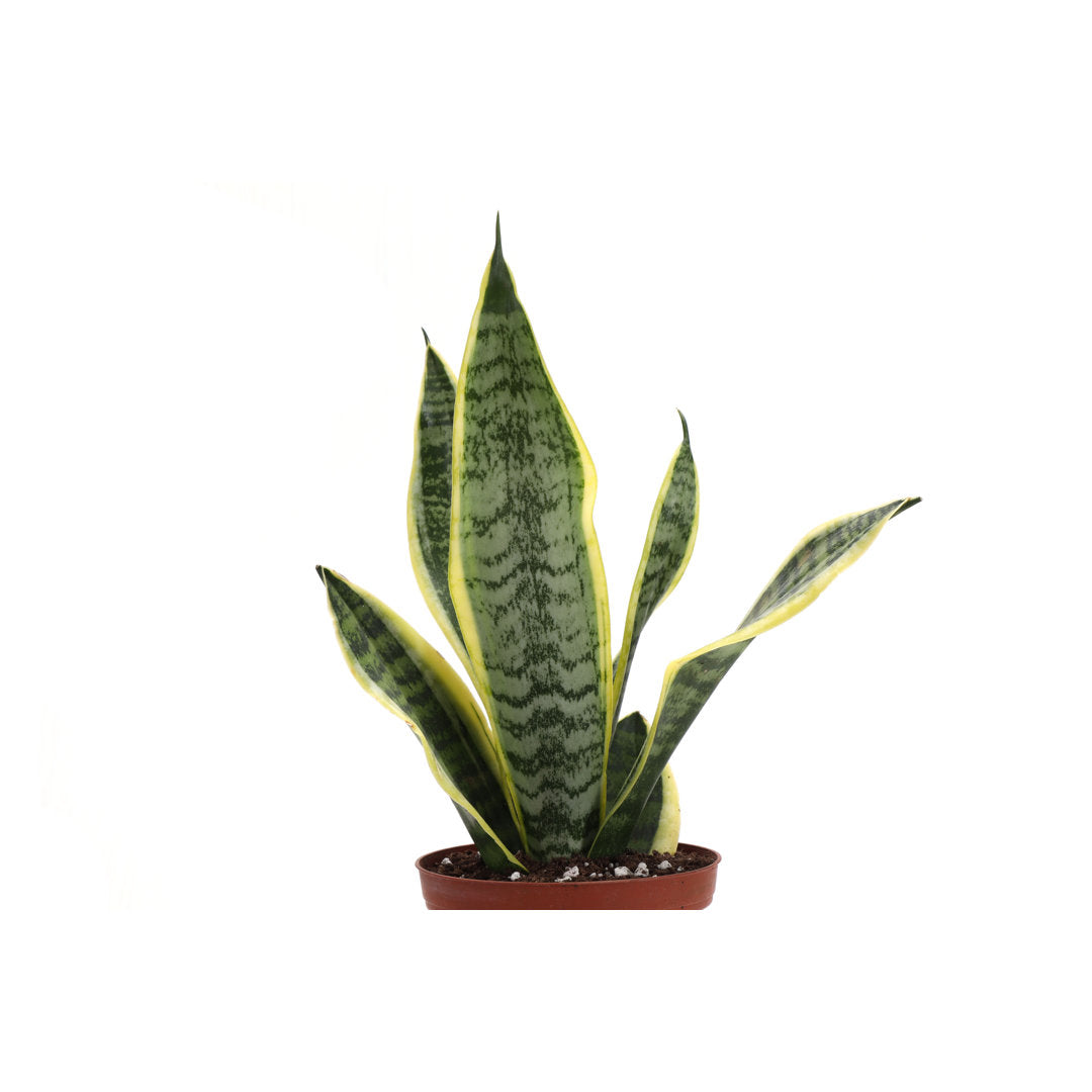 Live Laurentii Snake Plant in Classic Pot Thorsen's Greenhouse Base Color: Copper