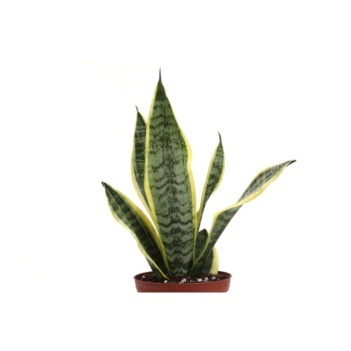 Live Laurentii Snake Plant in Classic Pot Thorsen's Greenhouse Base Color: Copper