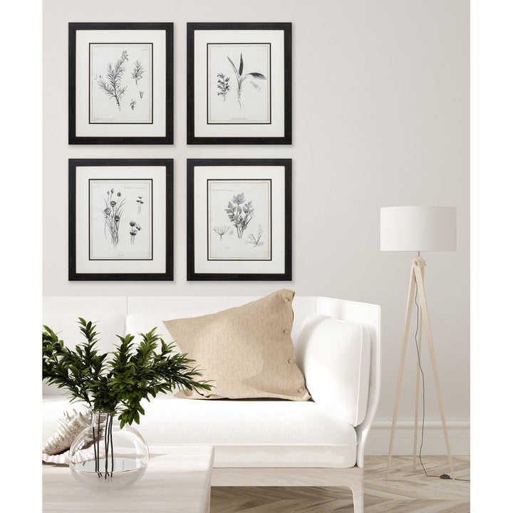 Latin Botanicals' 4 Piece Picture Frame Print Set on Paper Gracie Oaks