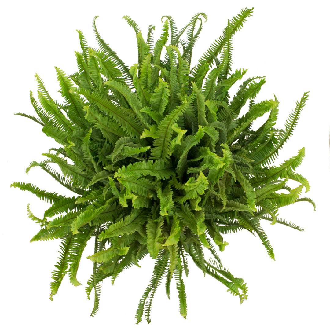 Costa Farms Indoor Kimberly Queen Fern House Plant in 10-inch Décor Pot Costa Farms