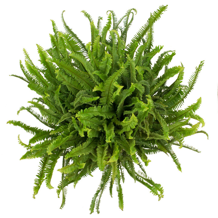 Costa Farms Indoor Kimberly Queen Fern House Plant in 10-inch Décor Pot Costa Farms