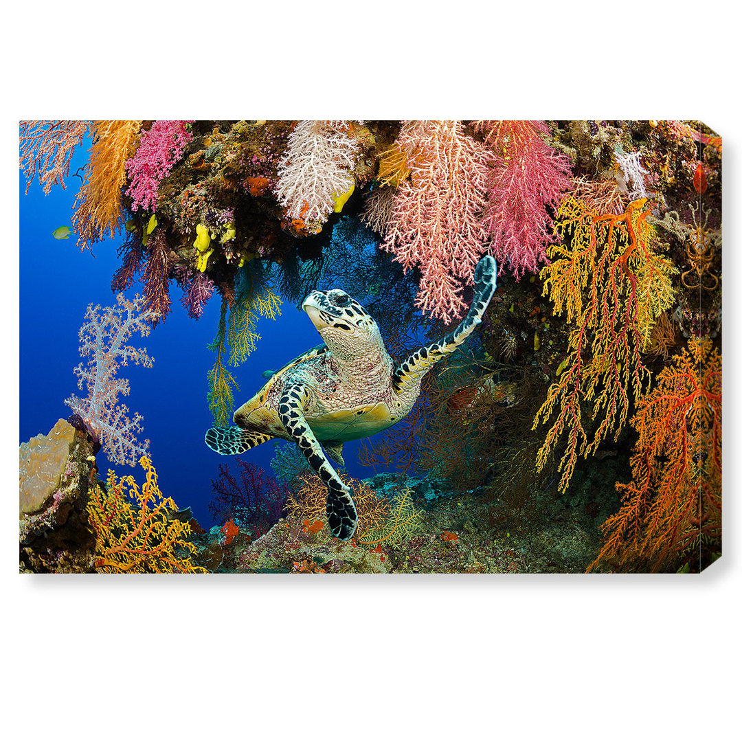 Hawksbill Turtle Fiji - Wrapped Canvas Photograph Print Latitude Run® Size: 36" H x 54" W x 1.5" D