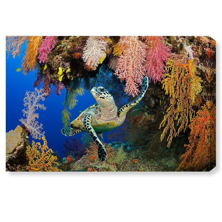 Hawksbill Turtle Fiji - Wrapped Canvas Photograph Print Latitude Run® Size: 36" H x 54" W x 1.5" D