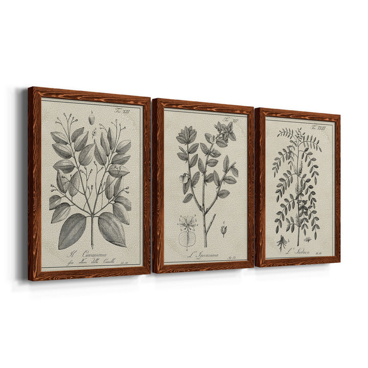 Antique Black and White Botanical VII - 3 Piece Picture Frame Drawing Print Set on Canvas Kelly Clarkson Home Frame Color: Maple Size: 31.5" H x 70.5" W