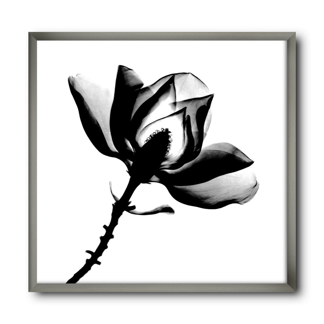 Magnolia X-Ray - Picture Frame Print on Canvas East Urban Home Size: 16" H x 16" W x 1" D Format: Silver Framed