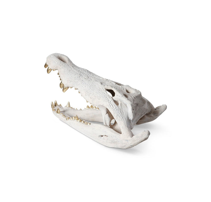 Dimensional Crocodile Skull Phillips Collection