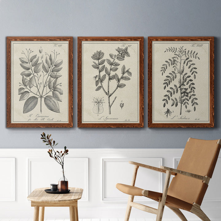 Antique Black and White Botanical VII - 3 Piece Picture Frame Drawing Print Set on Canvas Kelly Clarkson Home Frame Color: Maple Size: 31.5" H x 70.5" W