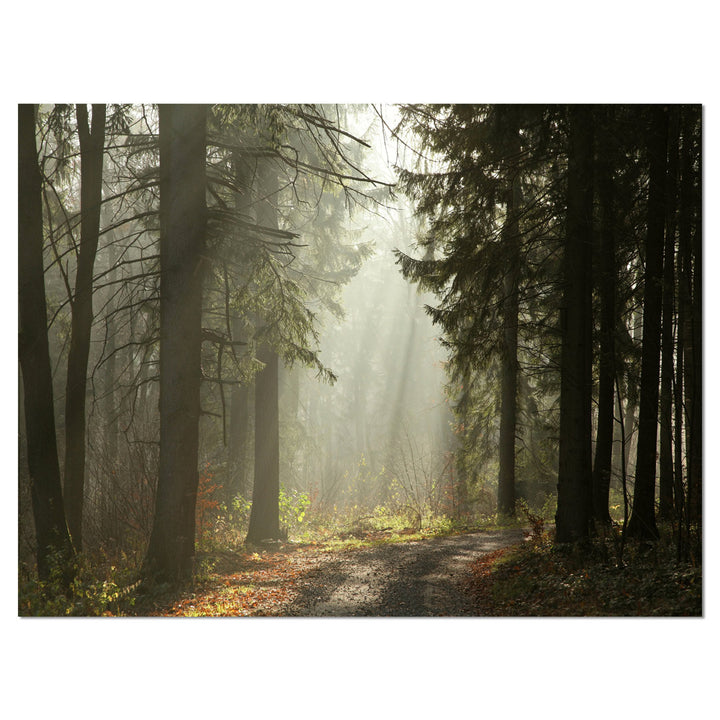 Dark Green Forest with Sun Rays - Photograph Print on Canvas Design Art Size: 16" H x 32" W x 1" D