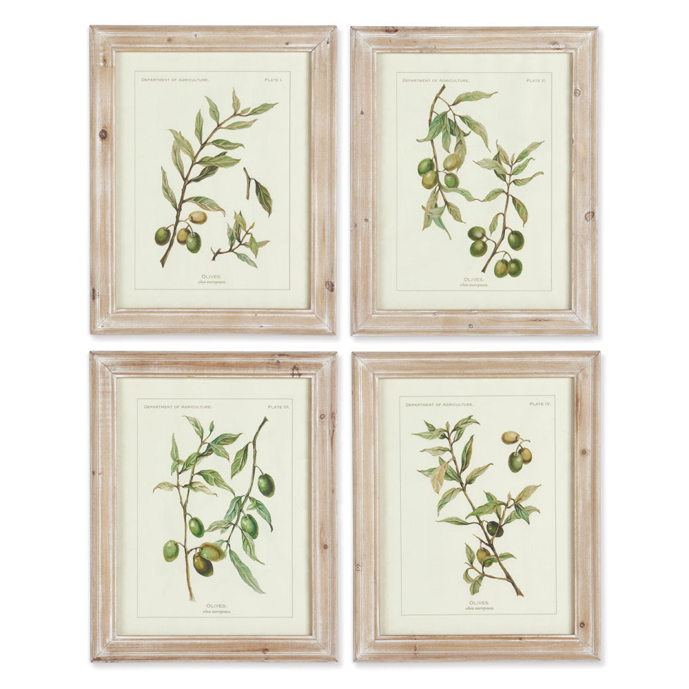 Evy Olive Leaf Botanical' - 4 Piece Picture Frame Graphic Art Print Set on Paper Birch Lane™