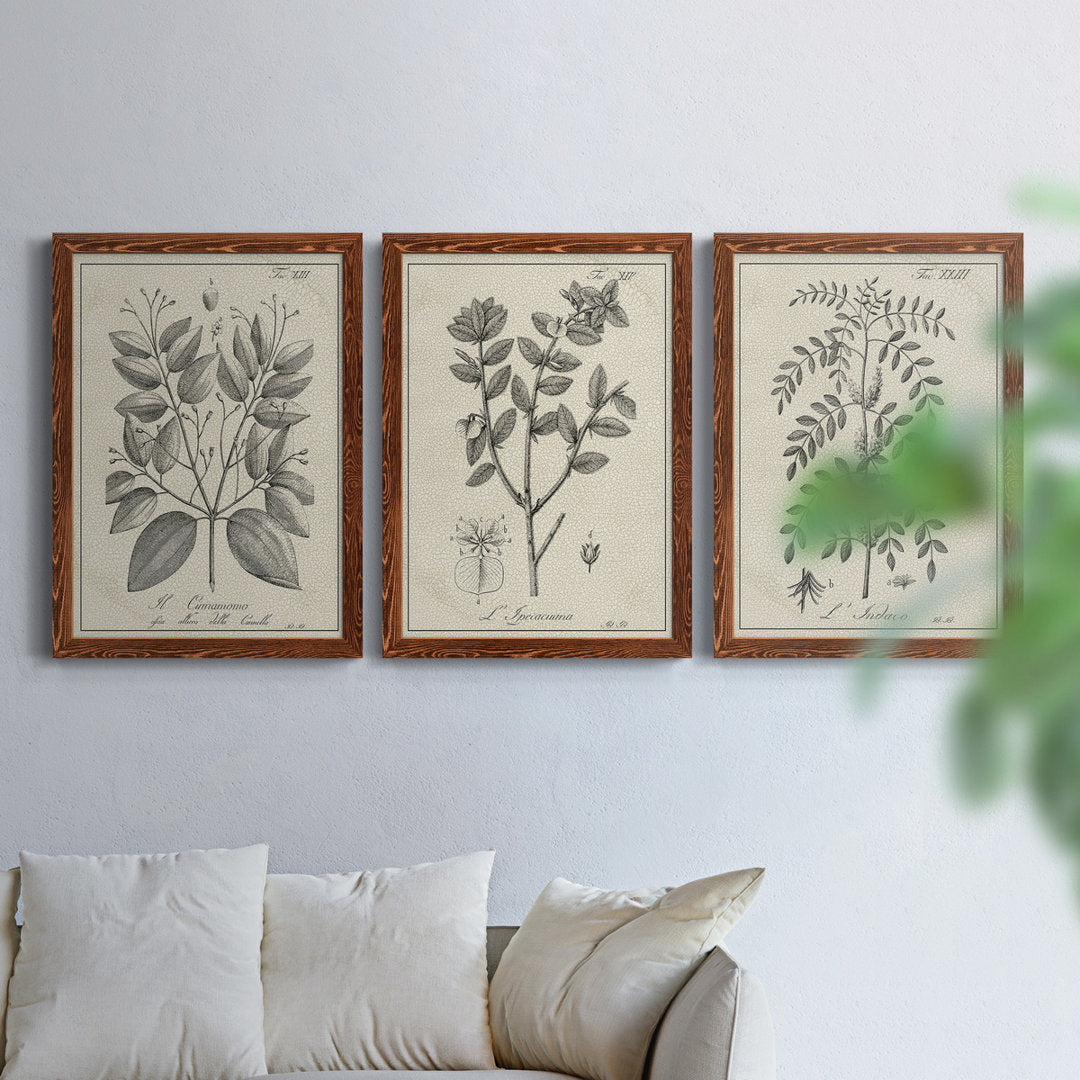 Antique Black and White Botanical VII - 3 Piece Picture Frame Drawing Print Set on Canvas Kelly Clarkson Home Frame Color: Maple Size: 31.5" H x 70.5" W