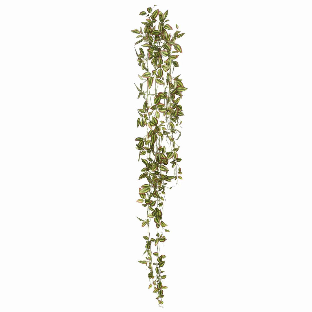 Wandering Jew Hanging Bush Ivy Plant