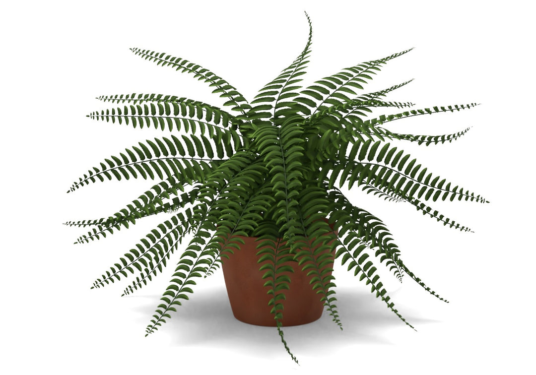 Faux Potted Boston Fern