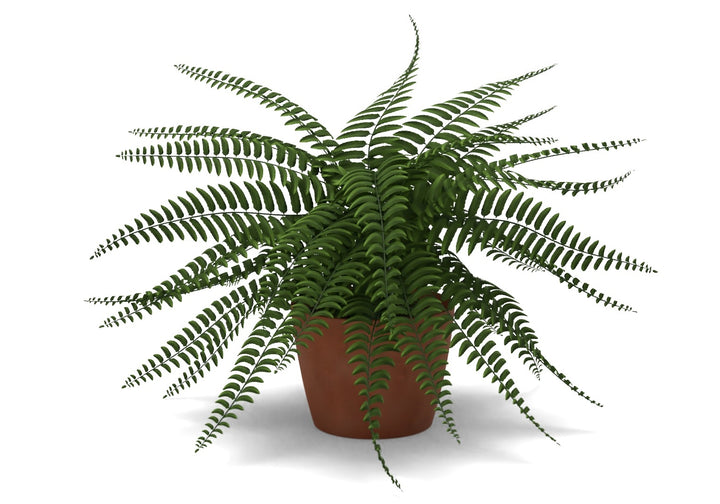 Faux Potted Boston Fern