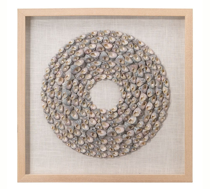 Trochidae Shell Shadow Box Wall Art With Frame