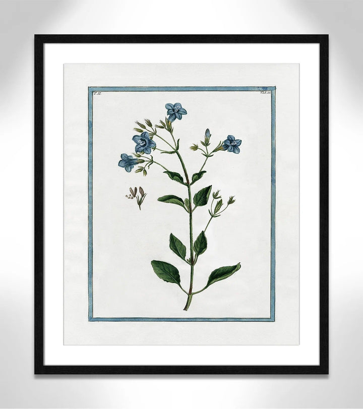 Shabby Elegance Botanical II Framed Art Full Bleed