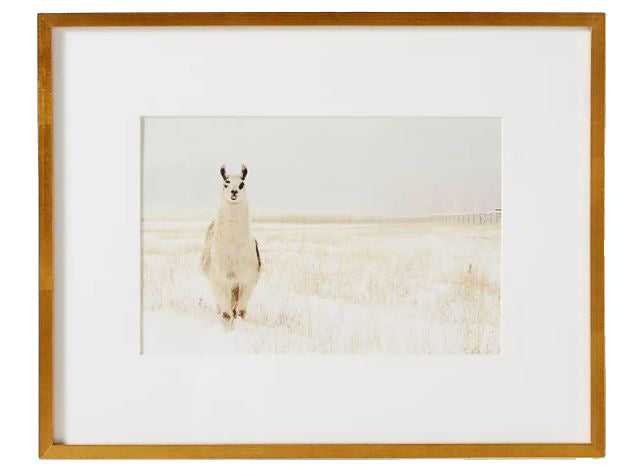 Llama In The Snow Wall Art