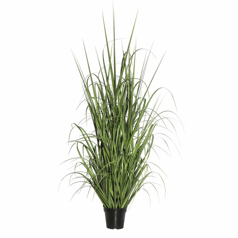 Floor Foliage Grass in Pot
