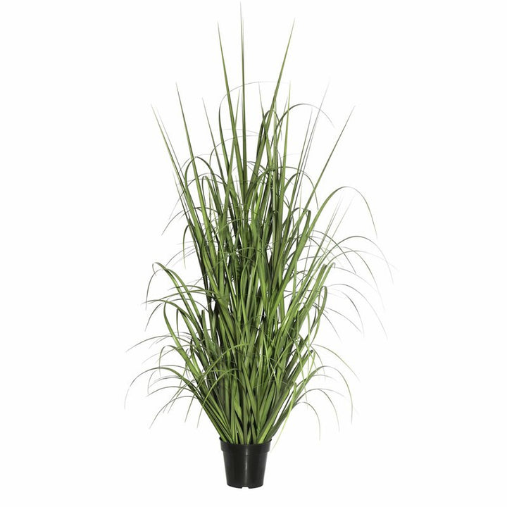 Floor Foliage Grass in Pot