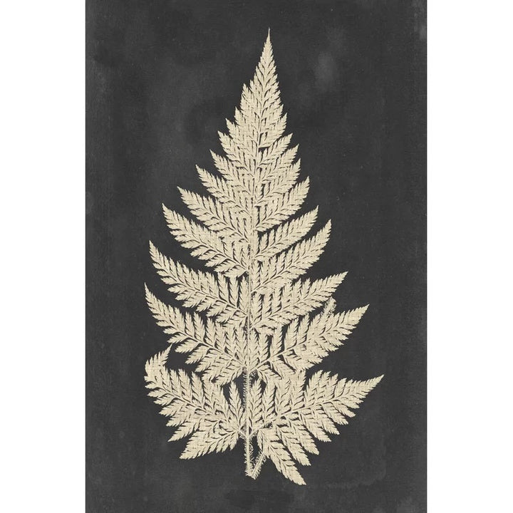 Linen Fern Graphic Art on Canvas